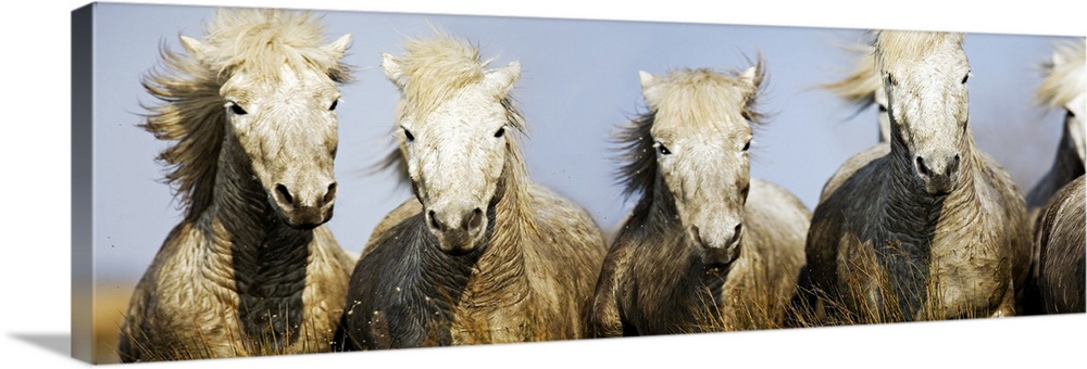 Horizontal photograph of give white horses galloping together as mud splashes up on their white coats.
