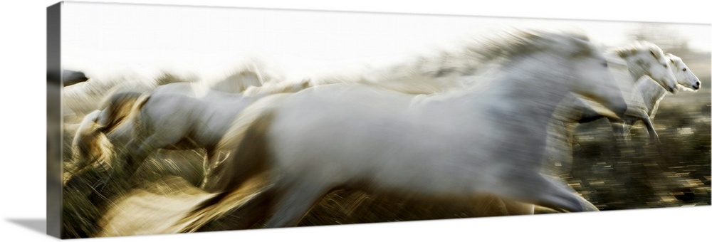 Panoramic photo of Camargue horses running at sundown in Arles, France. Horses are blurred which gives the sensation of fa...