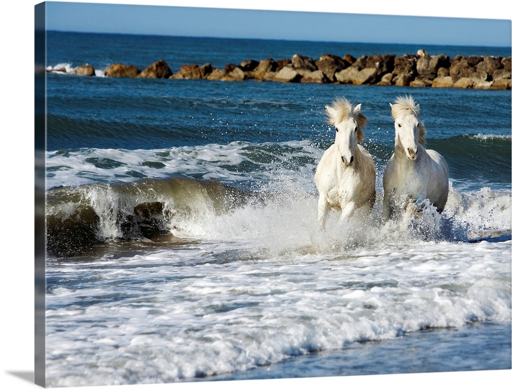Large photograph showcases a couple solid-hoofed mammals with flowing manes galloping through the crashing surf of a sandy...