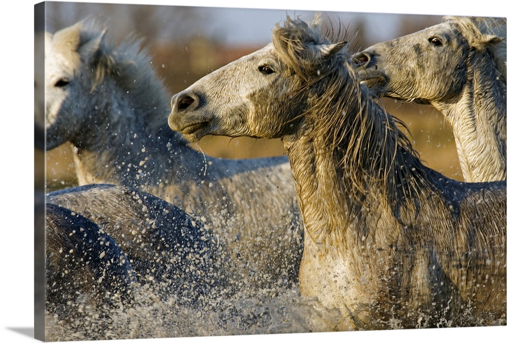 A herd of horses are photographed galloping through water that is splashing up from the bottom of the picture.