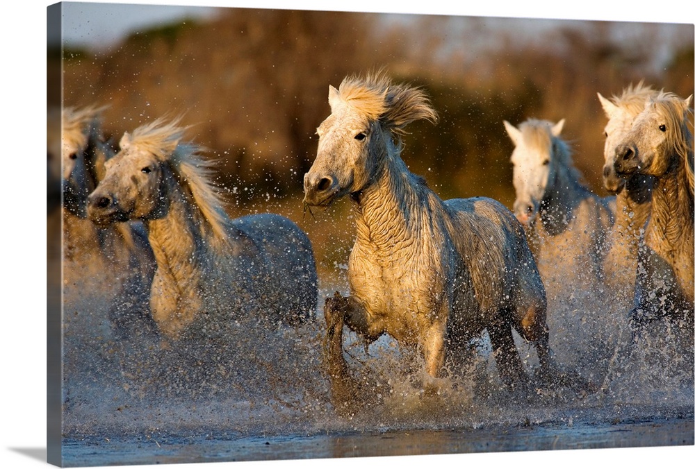 Huge photograph includes six horses as they gallop and splash through a body of water while the sun begins to set.  The sh...