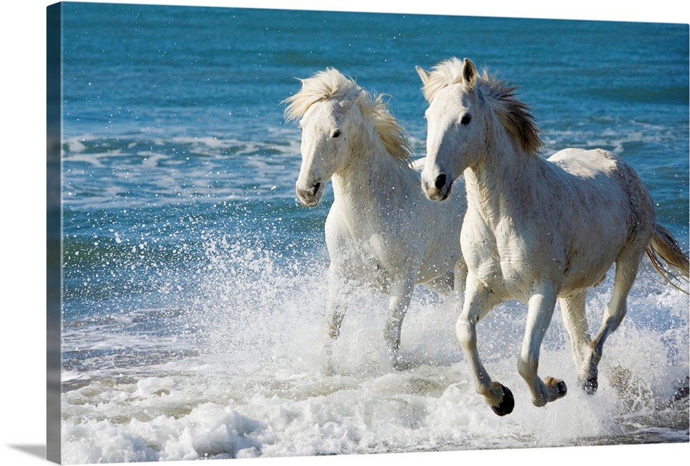 Giant photograph of two Camargue horses galloping along the edge of the ocean on a beach in South France.
