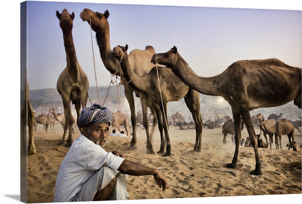 Camel trader at the Pushkar camel festival, Pushkar, India