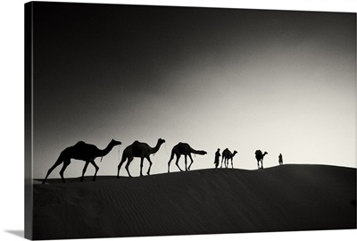 Camels and their owners at sunset, Rajistan, India