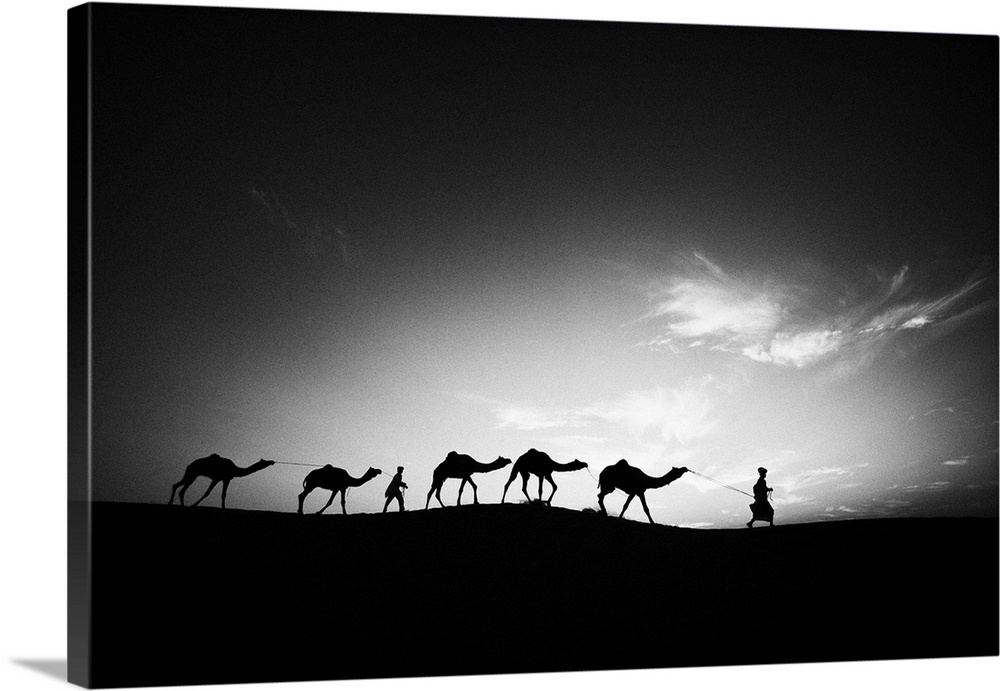 Camels and their trainers walking through the desert at sunset, Jaisalmer, India