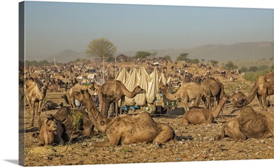 Camels at the Pushkar Camel Fair in India