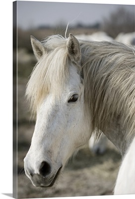 Close up of a Camargue horse, Arles, France