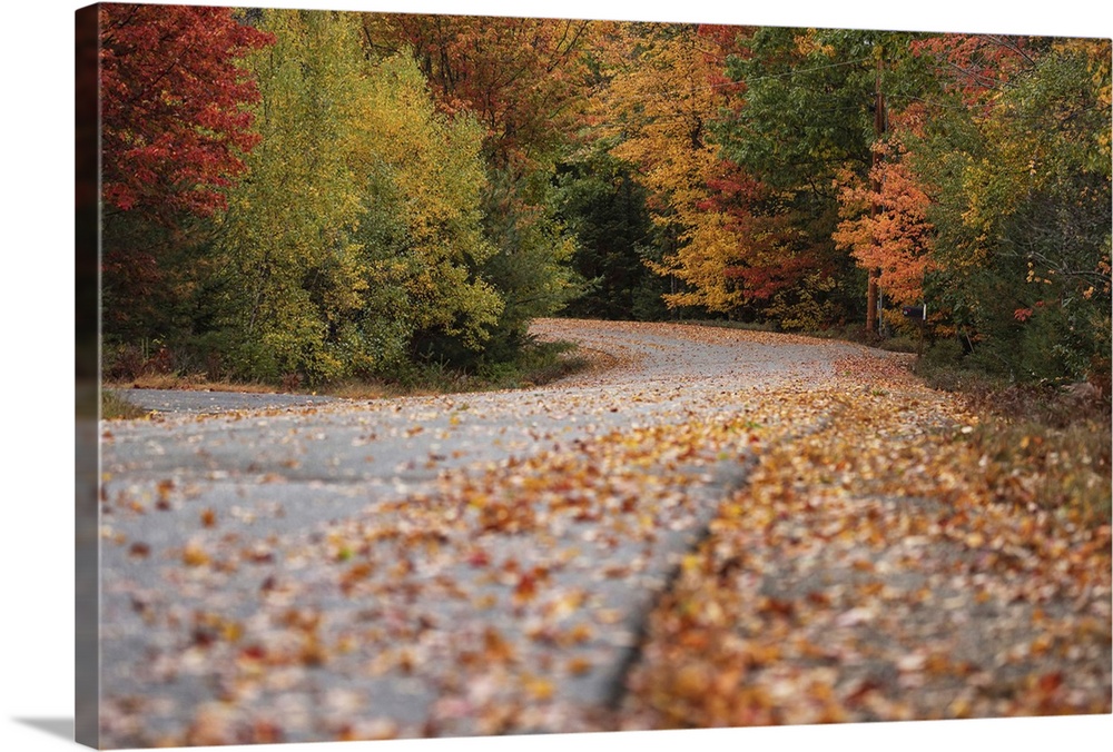 Country road with fall color  in Acadia National Park
