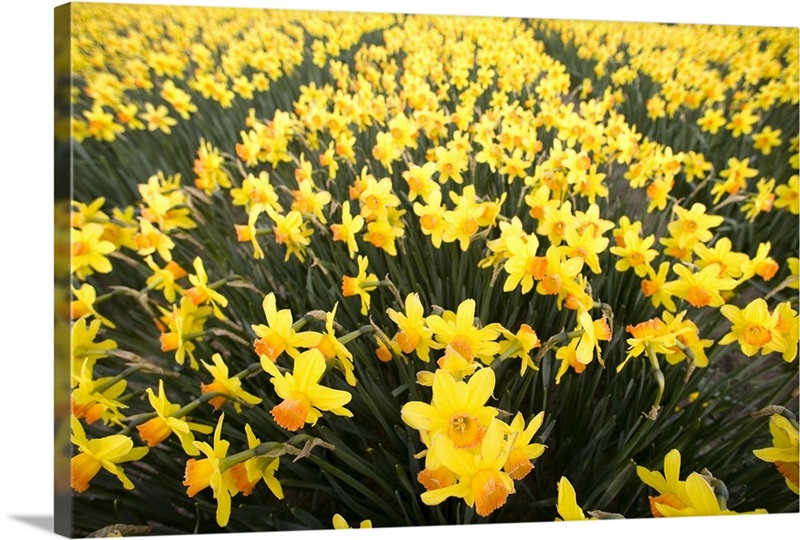 Daffodil fields, Amsterdam, Netherlands Wall Art, Canvas Prints, Framed