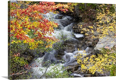 Fall Color And River In Acadia National Park