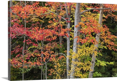 Fall Color In Acadia National Park