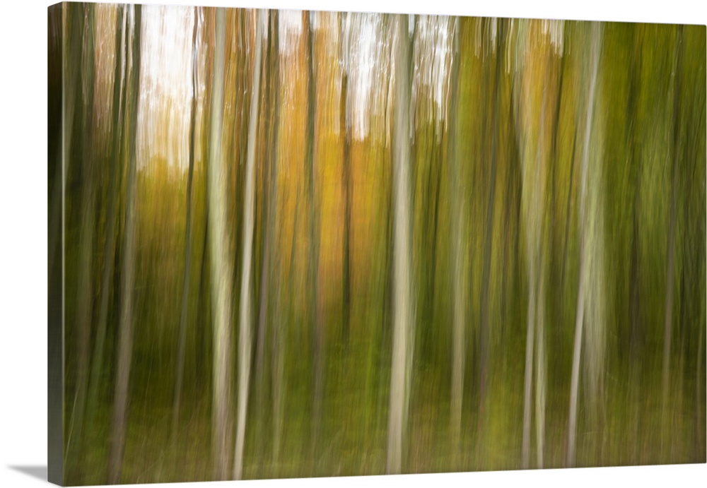 Fall color in trees in Acadia National Park