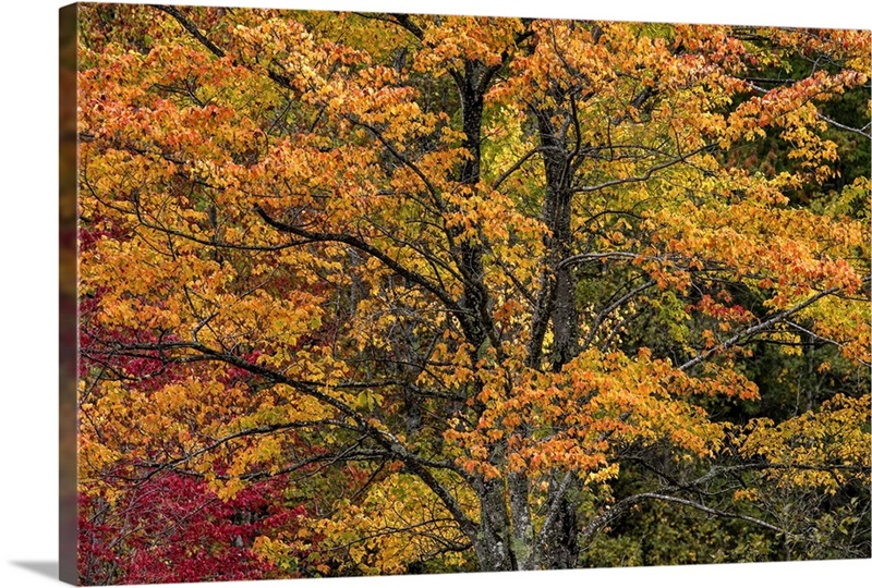 Fall color on the coast of Maine Wall Art, Canvas Prints, Framed Prints ...