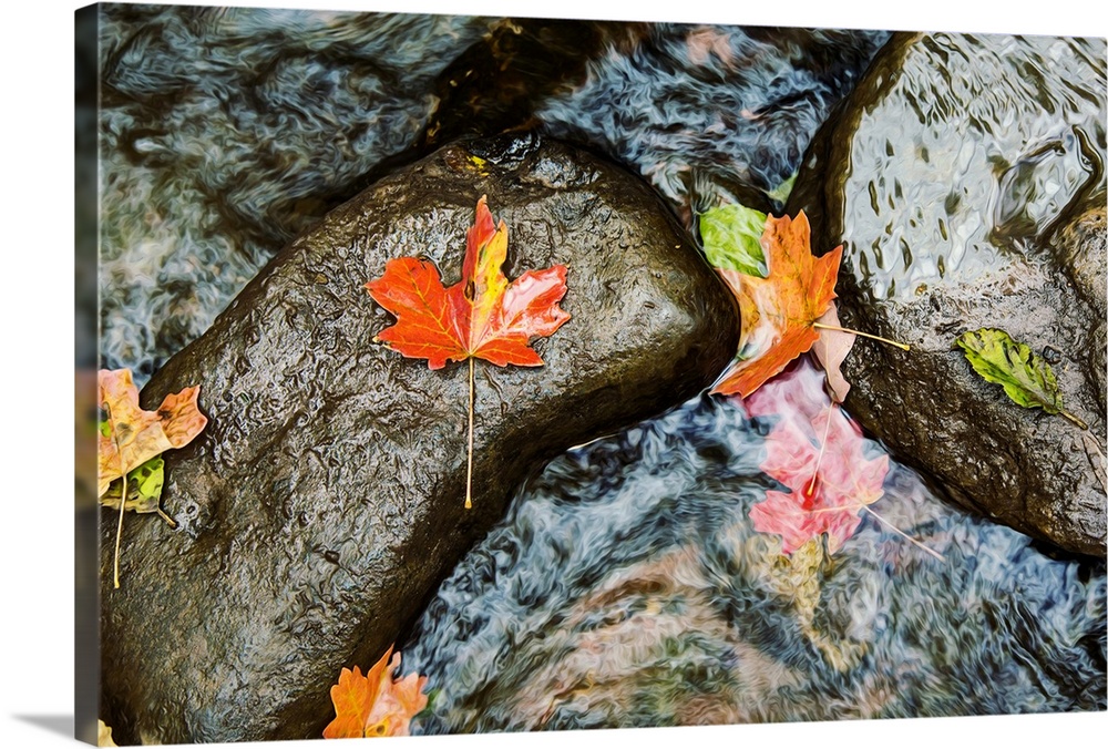 Fall color on the Oak Creek River in Sedona, Arizona