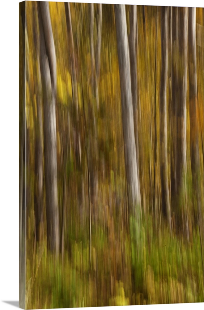 Fall color with trees blurred