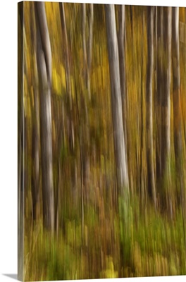 Fall color with trees blurred