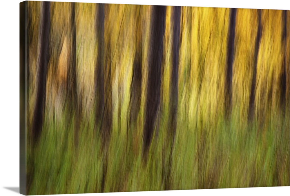 Blurred motion photograph of a forest with green ferns.