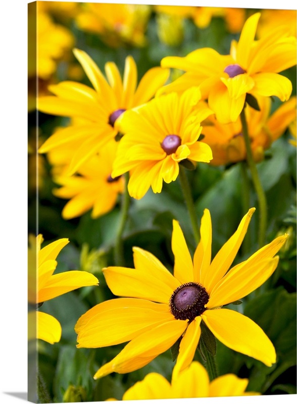 Field of yellow daisies Great Big Canvas