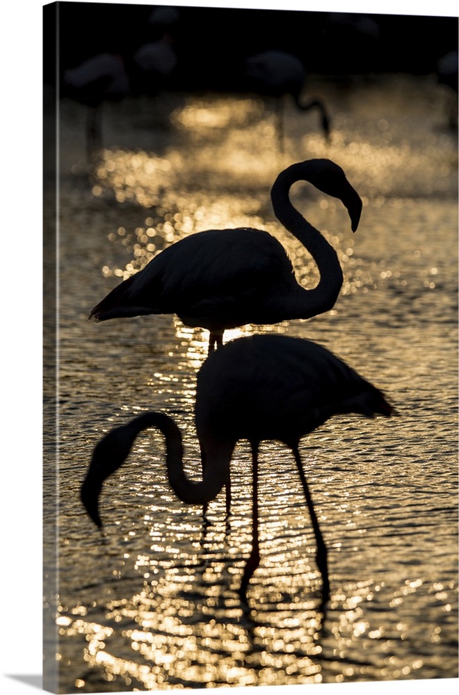 Flamingos in silhouette on the water at sunset