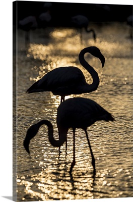 Flamingoes in silhouette on the water at sunset