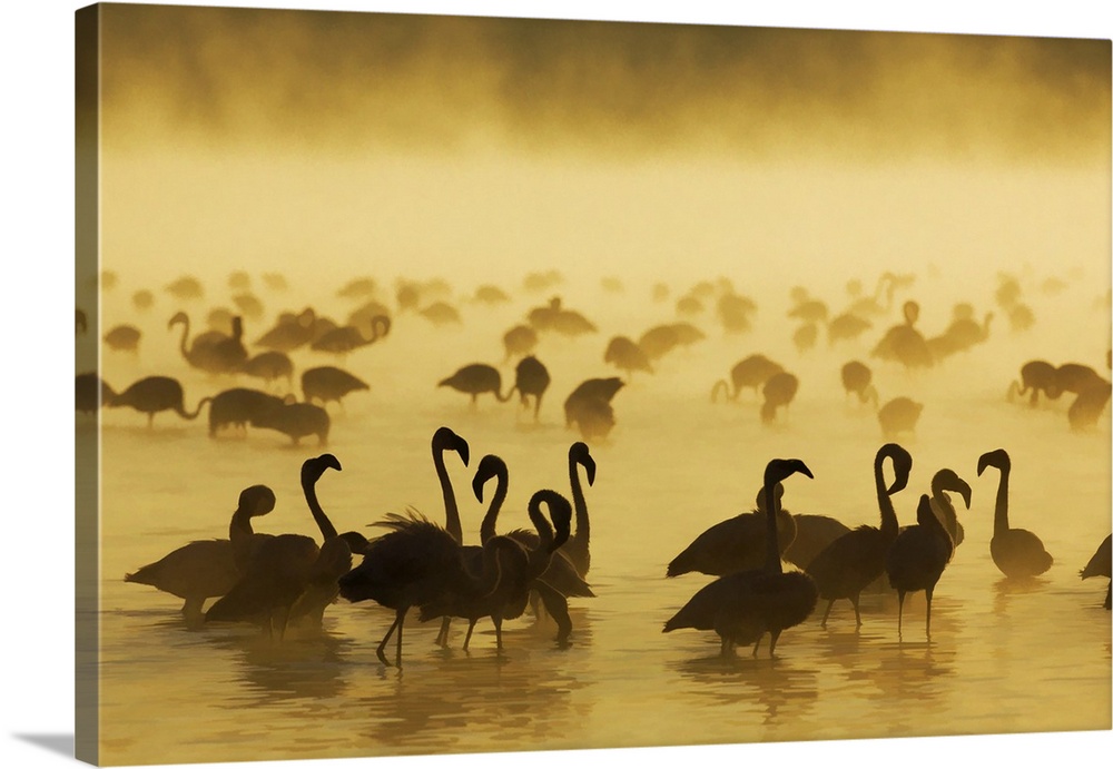Flamingos at sunrise, Lake Nukuru, Kenya, Africa