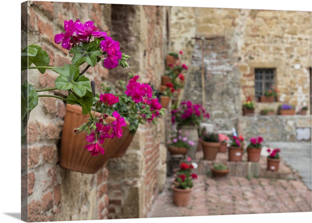 Flowers in courtyard in Monticiello, Tuscany, Italy