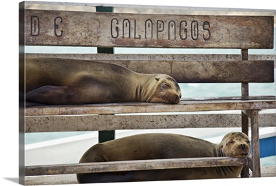 Galapagos Sea Lions at nap time, Galapagos Islands, Equador