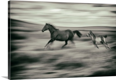 Horse and foal running on a farm in the Palouse, Washington