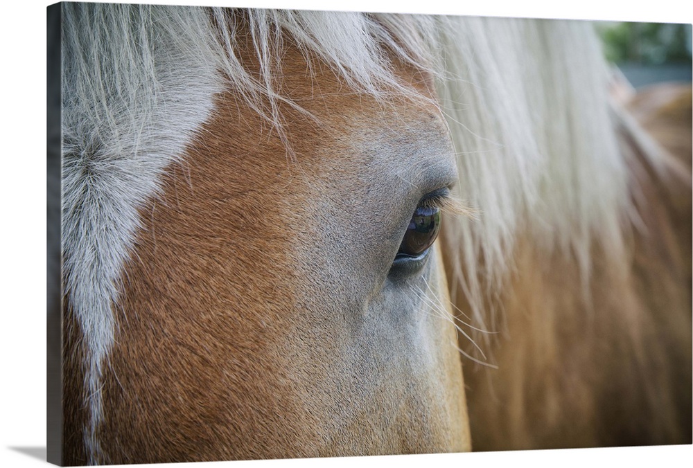 Horse close up in the Palouse, Washington