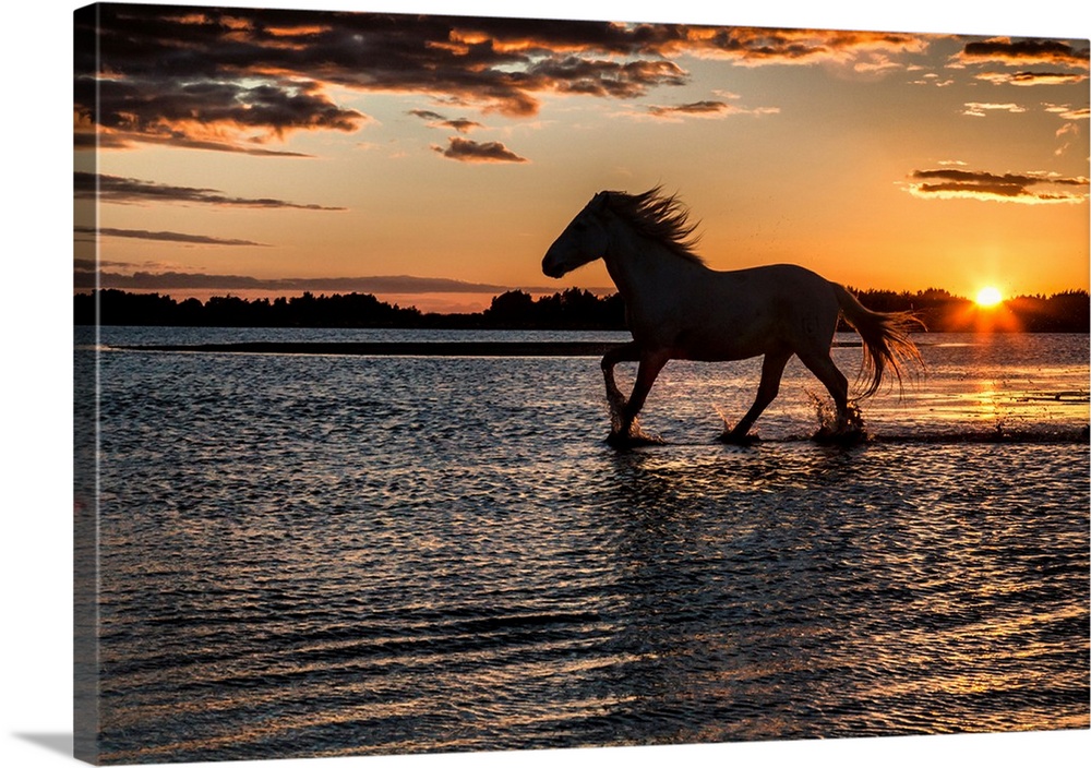 Horse in silhouette running in the ocean in France.