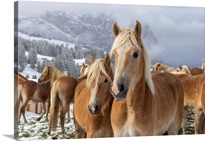 Horses In The Snow In The Seiser Alm, Dolomites
