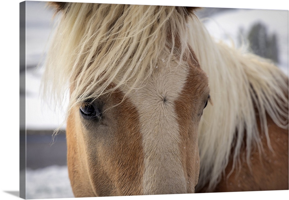 Horses in the snow in the Seiser Alm, Dolomites