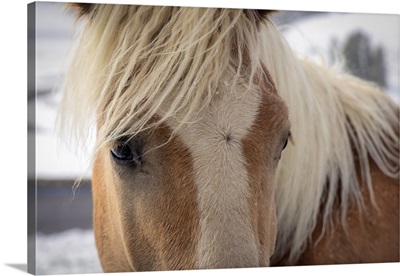 Horses In The Snow In The Seiser Alm, Dolomites