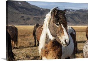 Iceland image thumbnail