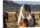 image thumbnail of Icelandic horses in the countryside of Iceland.
