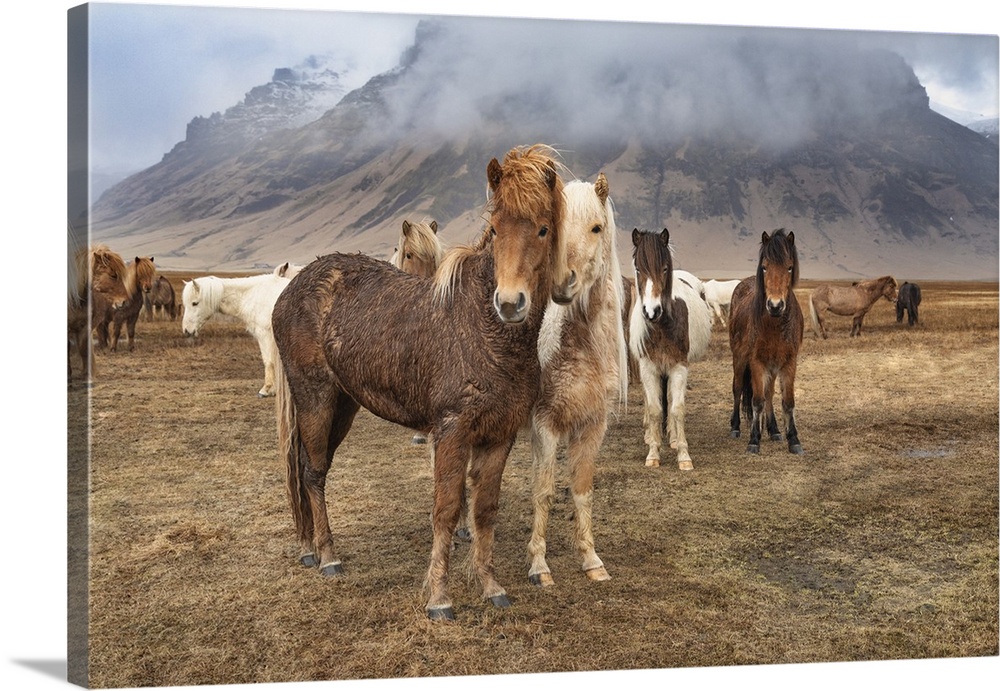 Icelandic horses in the countryside of Iceland.
