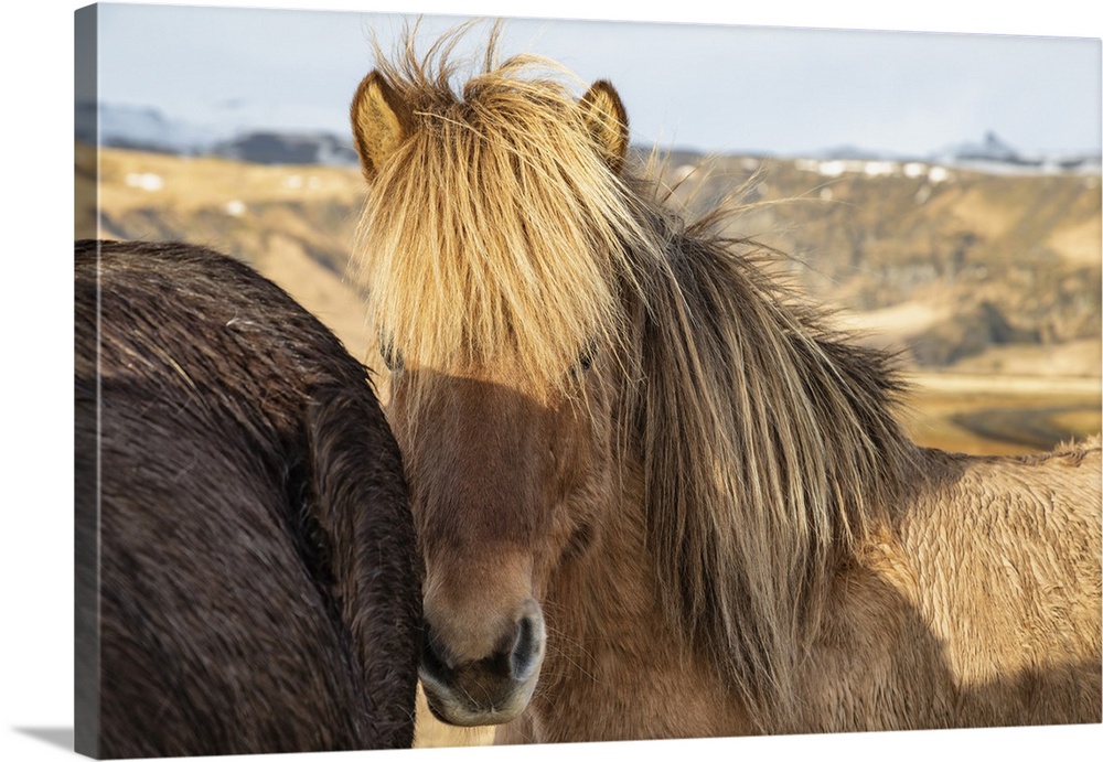 Icelandic horses in the countryside of Iceland.