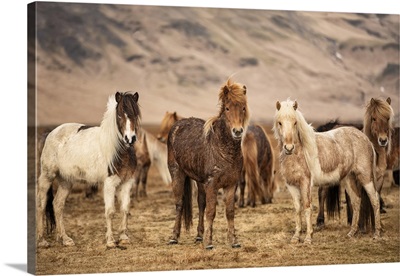 Icelandic Horses In The Countryside Of Iceland
