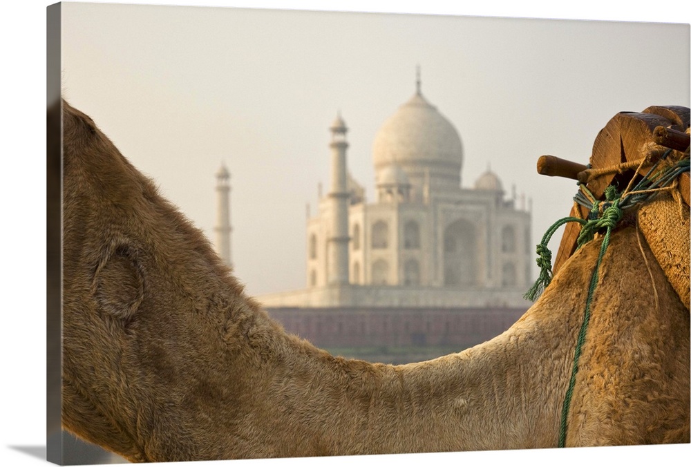 India Camel at the Taj
