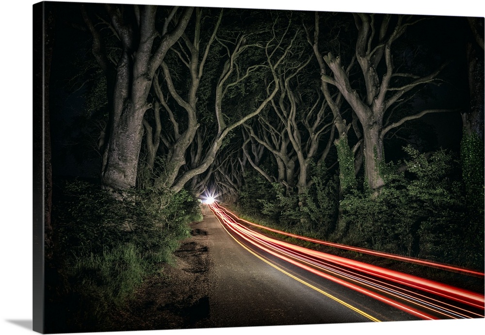 Car trails in the Dark Hedges of Northern Ireland.