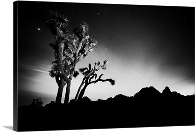 Joshua Tree Cactus Trees at night, Joshua Tree National Park, California