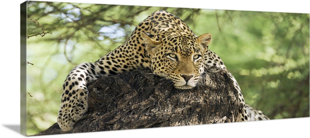 Leopard resting on a tree in the Masai Mara, Kenya