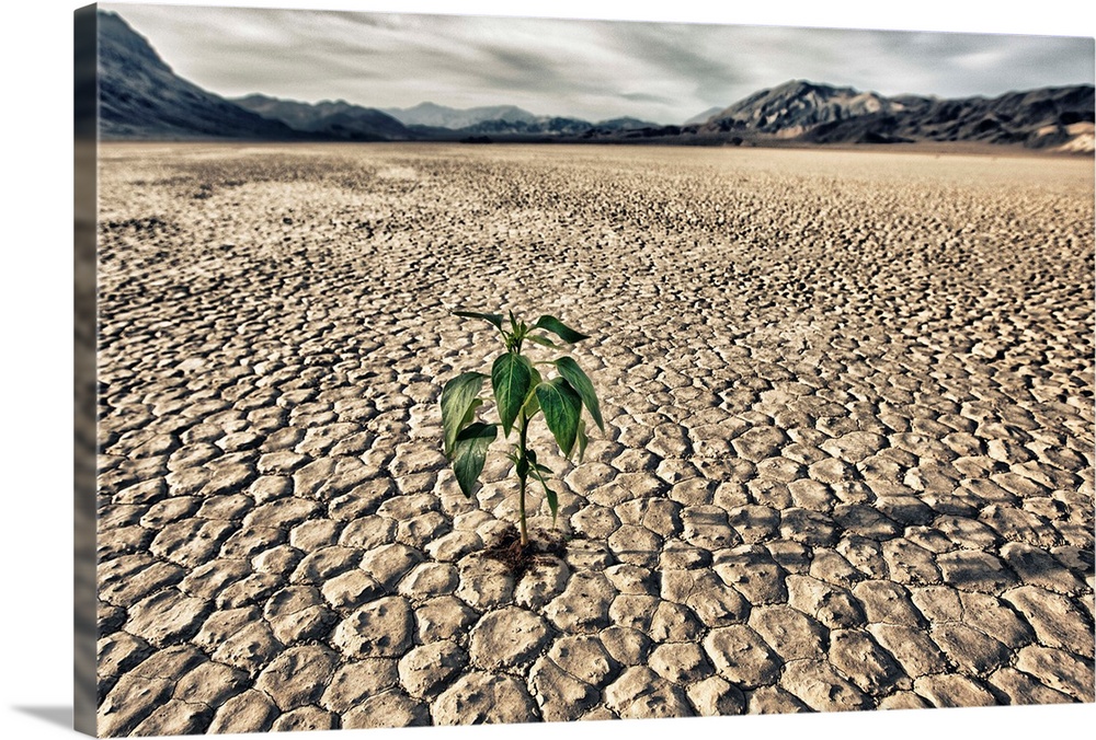 Lone plant trying to grow in the racetrack at Death Valley National Park