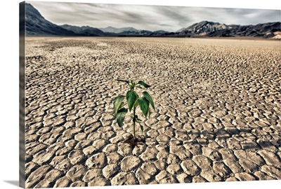 Lone plant trying to grow in the racetrack at Death Valley Natio