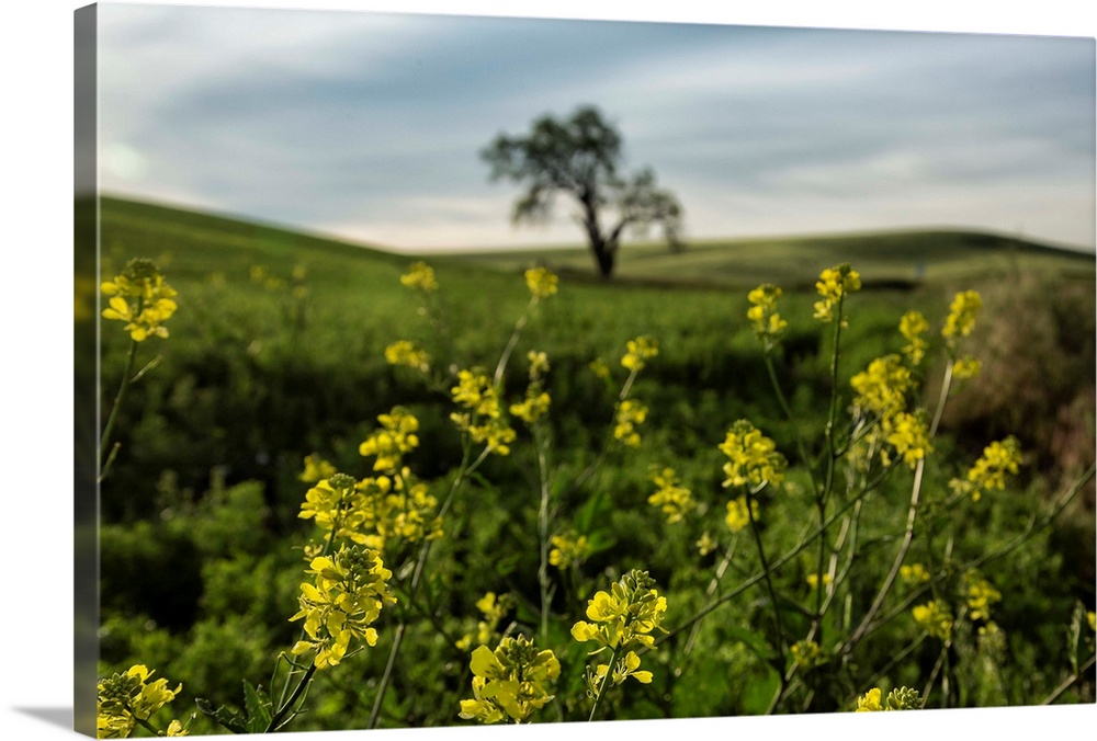 Lone tree and yellow flowers in the Palouse, Washington.