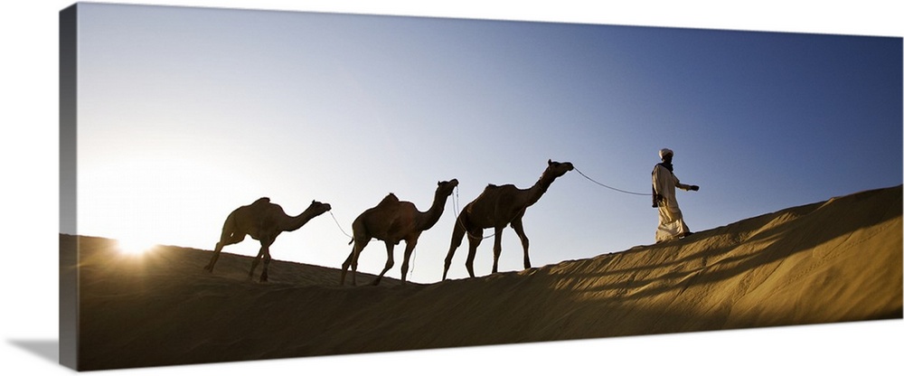 Man walking camels through the desert in India