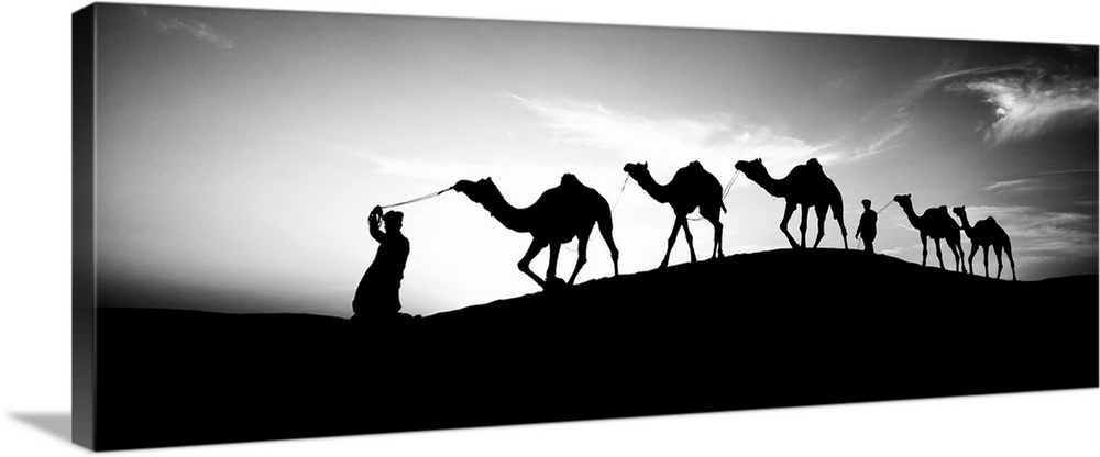 Men walking camels through the desert in India