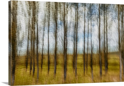 Motion Blur Of Beautiful Grove Of Deciduous Trees