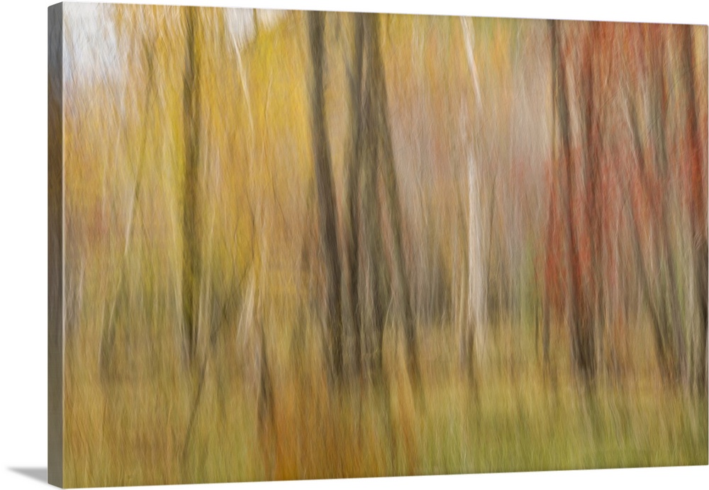 motion blur of fall color  trees in Acadia National Park
