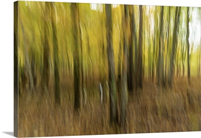 Motion Blur Of Trees In Acadia National Park